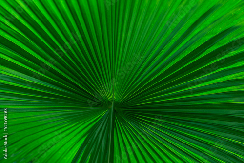 Fragment of an exotic palm leaf close-up.