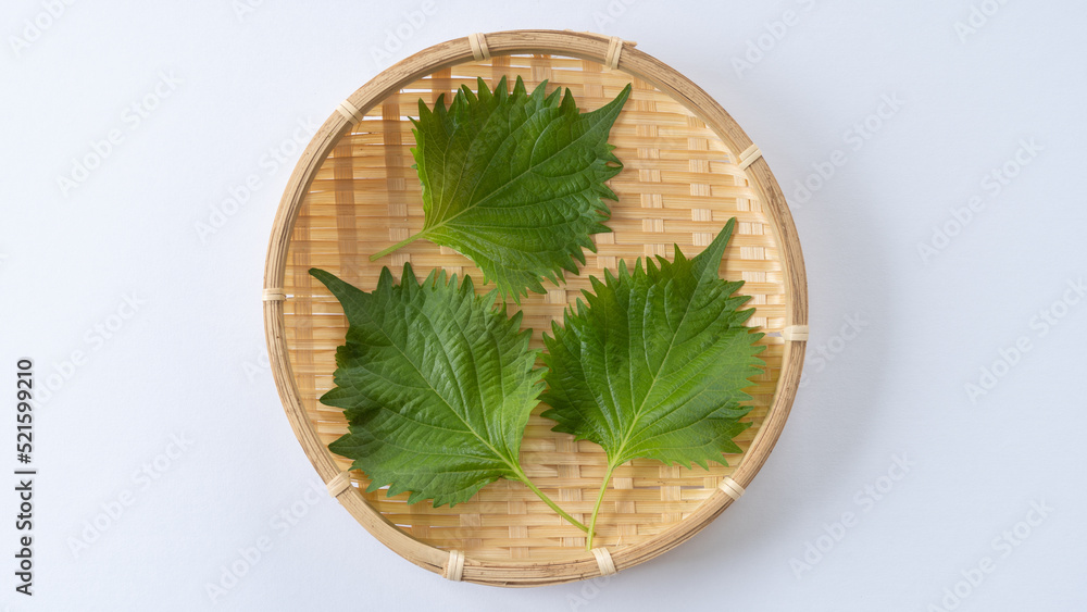 日本のシソの葉|Japanese basil・Green shiso leaf 日本のシソの葉|Japanese basil・Green shiso leaf