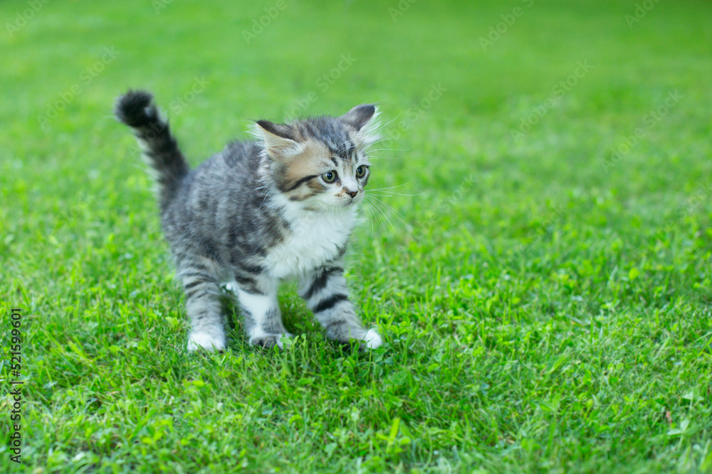cute little kitten on the grass in summer