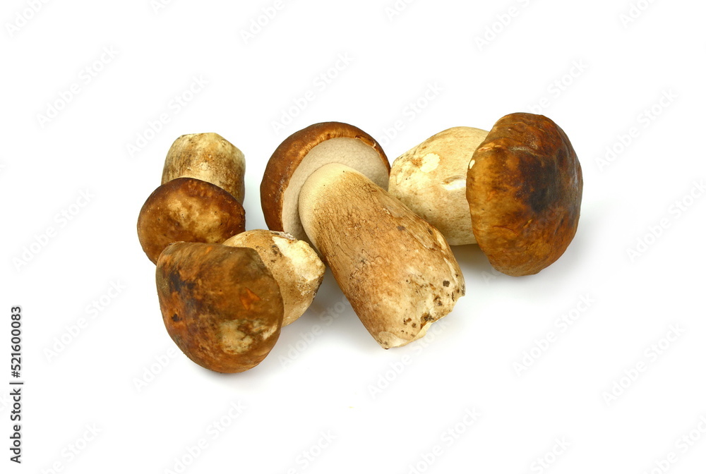 The boletus edulis isolated on white background The boletus edulis isolated on white background