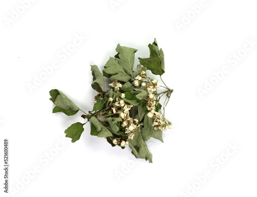 Dried medicinal herbs raw materials isolated on white. Flower Crataegus, commonly called hawthorn, thornapple, May-tree, whitethorn, or hawberry. Dried hawthorn flowers and leaves isolated.
