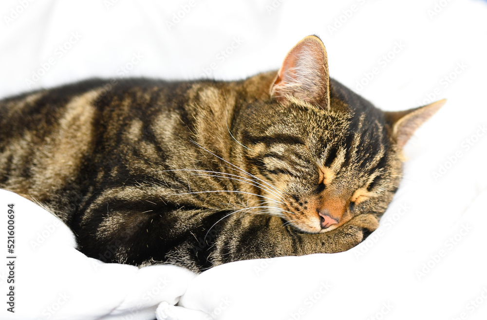 Young cat sleeping