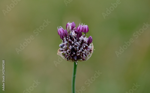 Schlangen-Lauch - Allium scorodoprasum