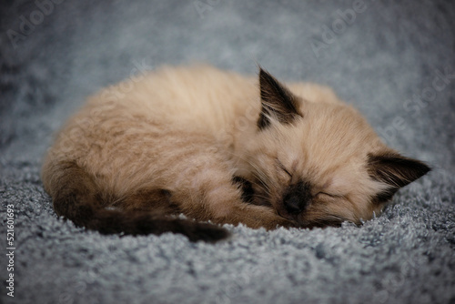 A small cute kitten sleeps sweetly on a fluffy gray blanket, curled up in a ball