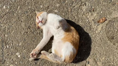 Old stray vagabond cat with yellow white fur. Animals and pets shot. Animals in need 4k video