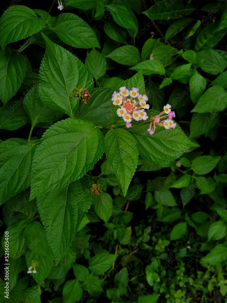 Blooming Lantana flowers on green lantana shrubs Blooming Lantana flowers on green lantana shrubs