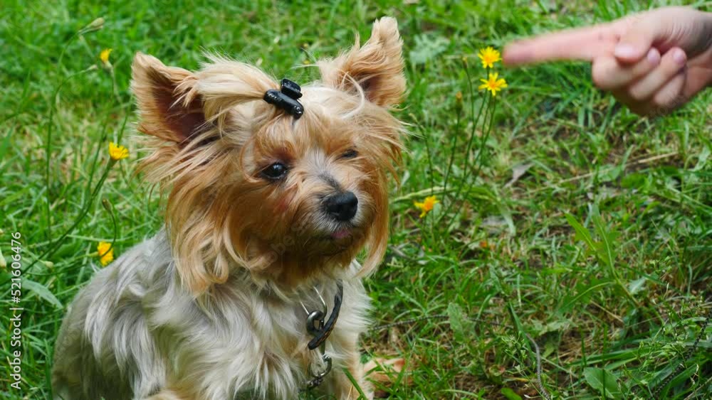 child's finger shows an abusive gesture to his dog. the boy is raising