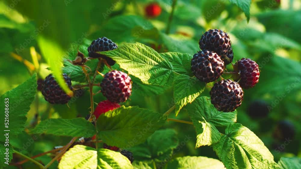 close-up blackberry on a branch will sing on a summer day. selective focus. child's hands picking ripe blackberries from the bush. children eat berries, picking blackberries close-up blackberry on a branch will sing on a summer day. selective focus. child's hands picking ripe blackberries from the bush. children eat berries, picking blackberries