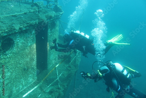 Wallpaper Mural Diving & Animals Torontodigital.ca