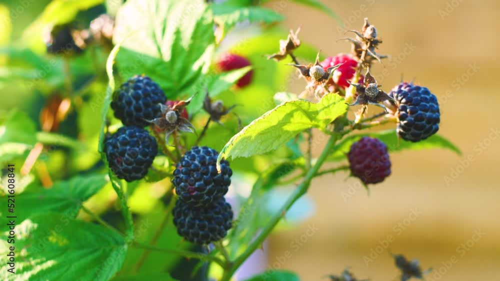 close-up of ripe blackberries grow on the bushes on a summer day. Branches with black blackberries. Useful berries grow in summer. Blackberry harvest.Selective focus close-up of ripe blackberries grow on the bushes on a summer day. Branches with black blackberries. Useful berries grow in summer. Blackberry harvest.Selective focus