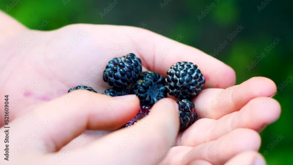 Blackberry in hand.Close-up of ripe blackberry in child's hand.Children love berries in summer. selective focus. A handful of ripe blackberries in hands. Fresh blackberries in hand Blackberry in hand.Close-up of ripe blackberry in child's hand.Children love berries in summer. selective focus. A handful of ripe blackberries in hands. Fresh blackberries in hand