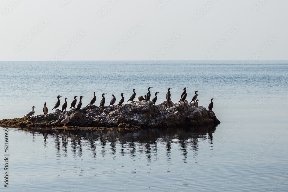 Many birds are sitting on a rock on the Black Sea Many birds are sitting on a rock on the Black Sea