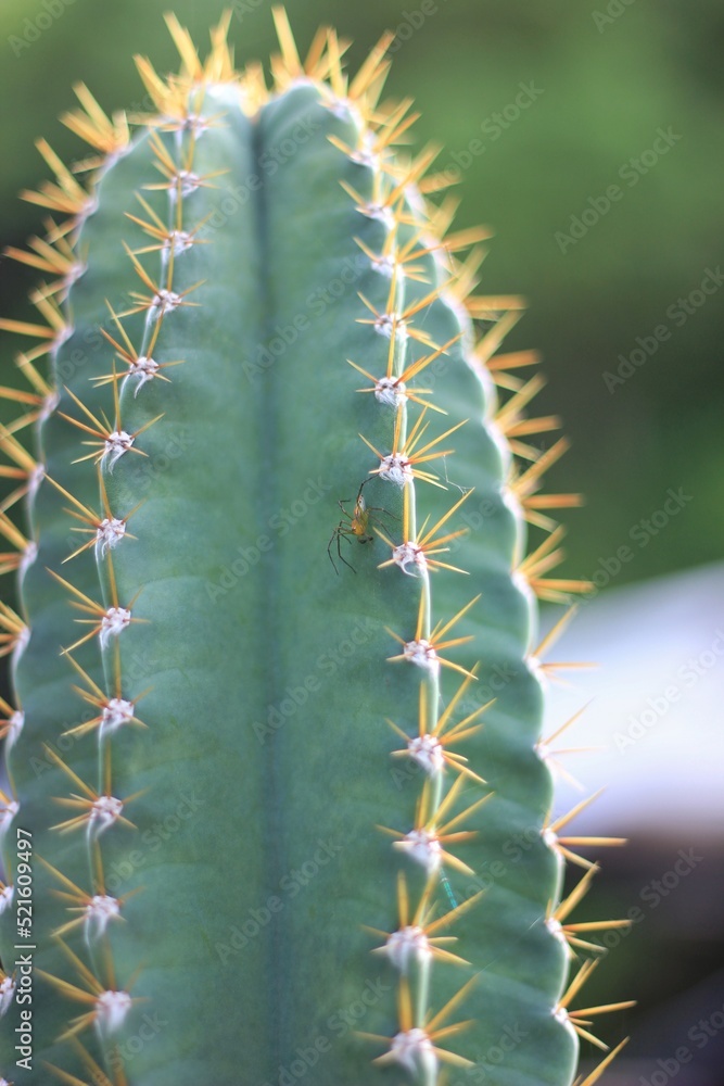 Yellow-body spider crawling on the cactus in the garden. Yellow-body spider crawling on the cactus in the garden.
