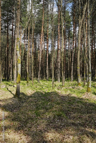 Forest at Beskid Mountains near Goczalkowice town in Poland - vertical photo