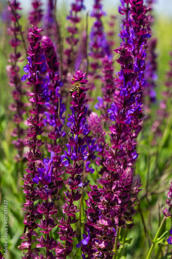 Obraz premium Macro of salvia sage blossoms as it just begins to bloom. Salvia deserta