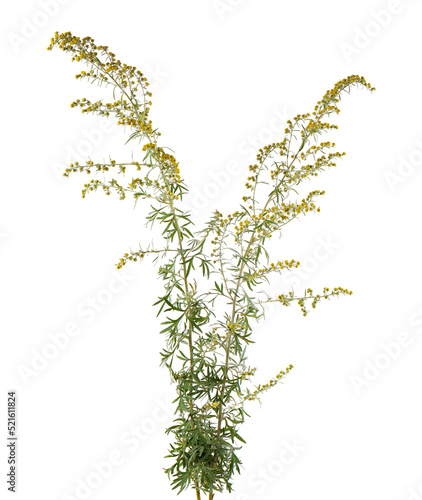 Artemisia vulgaris isolated on white background. Common mugwort flowers. Herbal medicine. Clipping path. photo