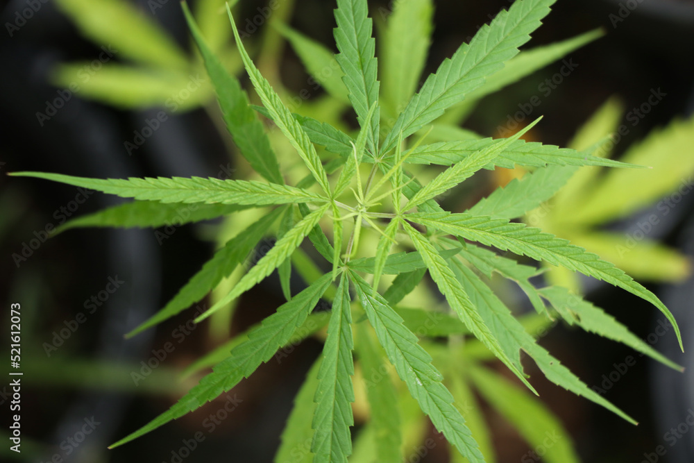 Cannabis plant growth in flowerpot plant for herb medicinal Cannabis plant growth in flowerpot plant for herb medicinal