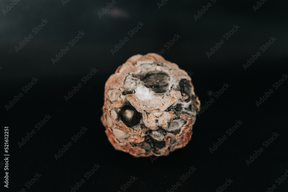 pumpkin covered with mold on a black background pumpkin covered with mold on a black background