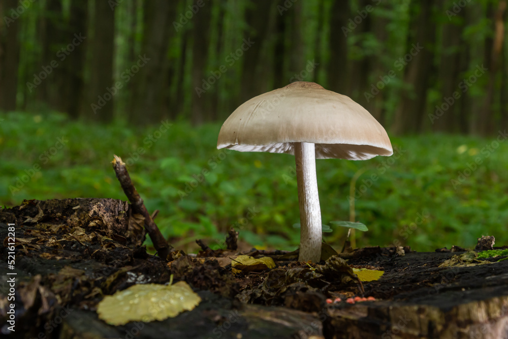 Volvariella gloiocephala is alsno known as big sheath mushroom, rose-gilled grisette or stubble rosegill Volvariella gloiocephala is alsno known as big sheath mushroom, rose-gilled grisette or stubble rosegill