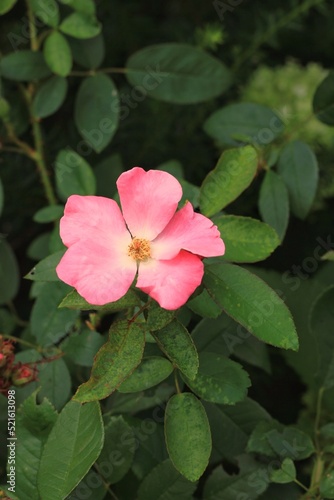 pink rose flower