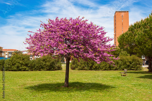 An urban park with a flowering Judas tree