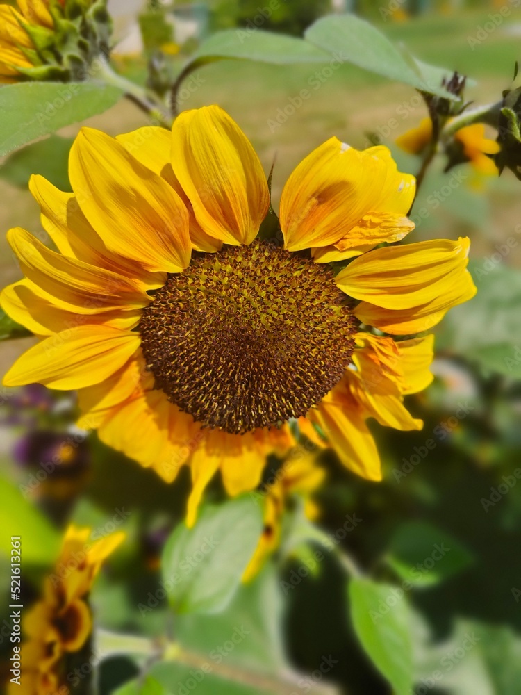Obraz premium Sonnenblumenblüte