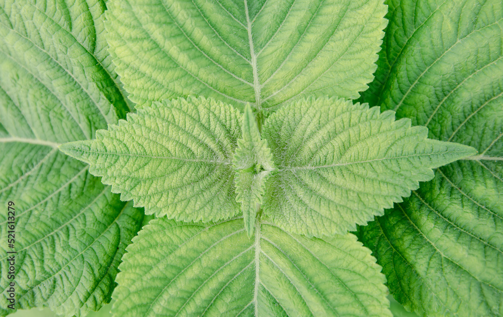 Close-up of organic green leaf perilla frutescens seedlings in field at summer. Herb vegetable plants growth in garden for healthy food use. banner with background Close-up of organic green leaf perilla frutescens seedlings in field at summer. Herb vegetable plants growth in garden for healthy food use. banner with background