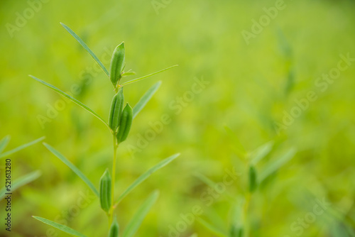 Close-up of organic white young seed with green leaf in field at summer. Herb vegetable plants growth in garden for healthy food use. banner with background