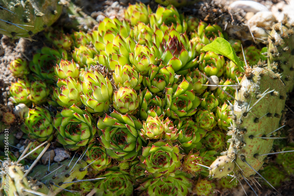 Fototapeta premium Succulents growing on rocks. Desert garden with succulents. Closeup of cacti growing between rocks on a mountain. Indigenous South African plants in nature. Modern gardening, cactus close up
