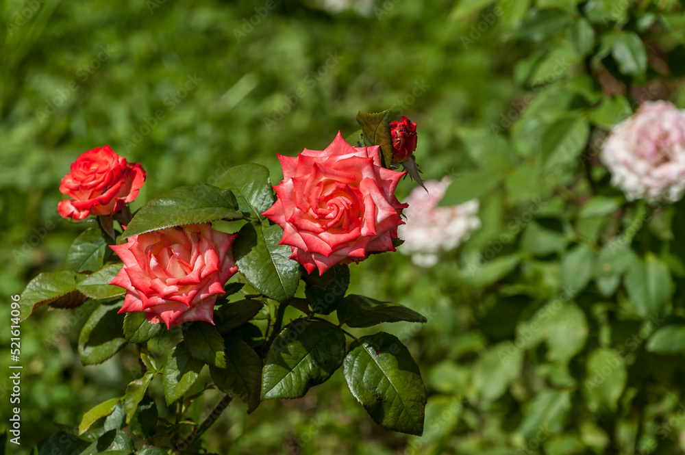 Red roses grow in the front garden near the house Red roses grow in the front garden near the house