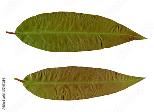 leaf on white background.Top view. Clipping path