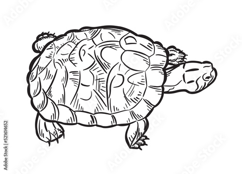 Turtle outline on a white background. Reptile. Animals. Turtle logo or icon. Vector illustration.