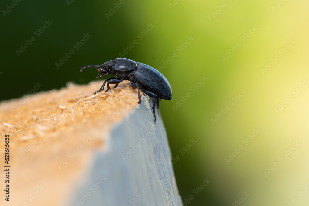 Black beatle on a pile of wood against green background.