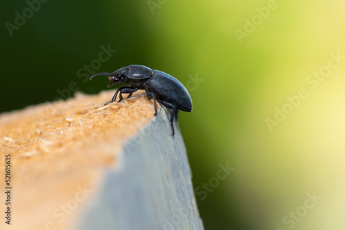 Black beatle on a pile of wood against green background.
 photo