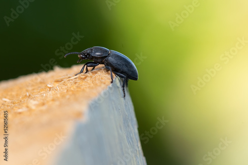 Obraz na płótnie Black beatle on a pile of wood against green background.
w salonie