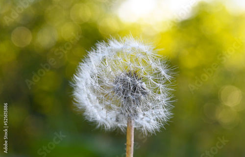 Dandelion on green background