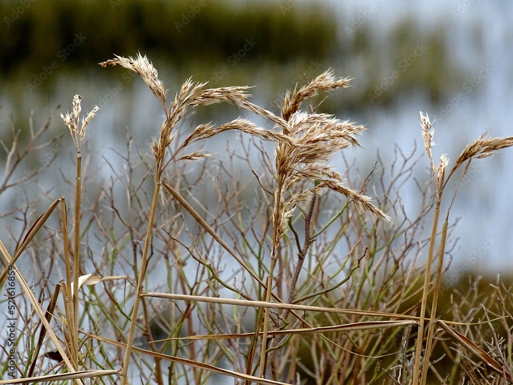 Fototapeta premium sauvage 