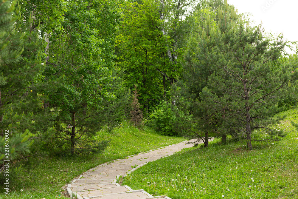 A path in a green forest. Path in forest. Green forest path landscape