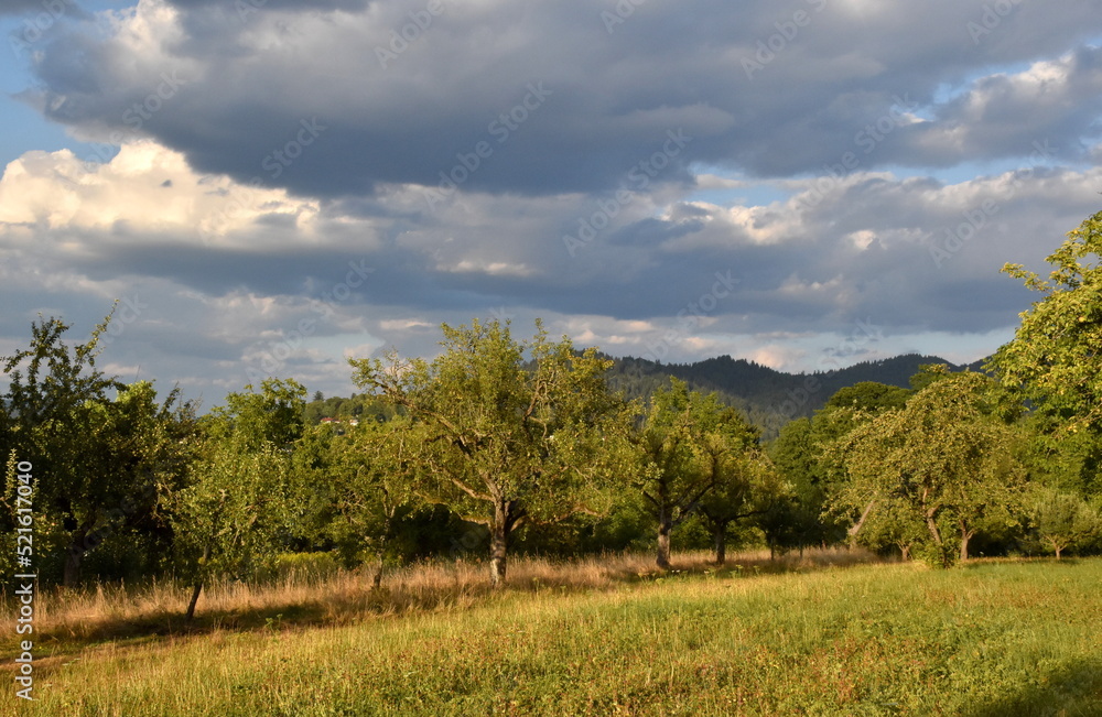 Streuobstwiese auf dem Schönberg in Freiburg