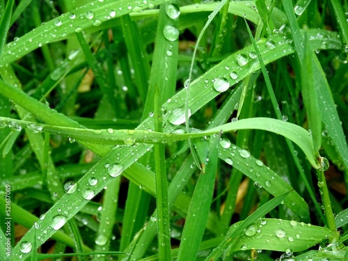 Rosée du matin 