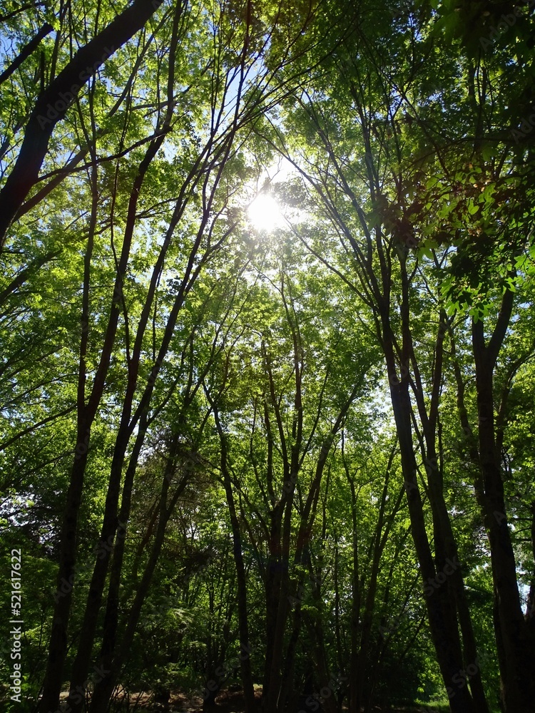 Obraz premium Forêt 