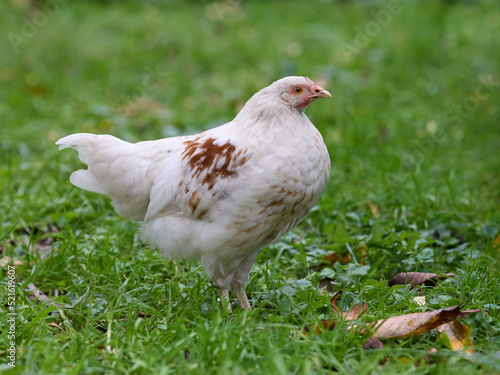 Small white rooster of Polish chicken