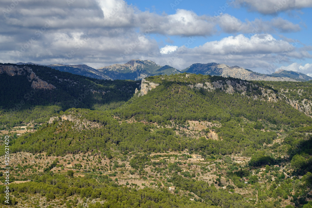 pinar de Son Cabaspre, Esporles, y Puig des Teix , 1064 metros, Mallorca, balearic islands, spain, europe