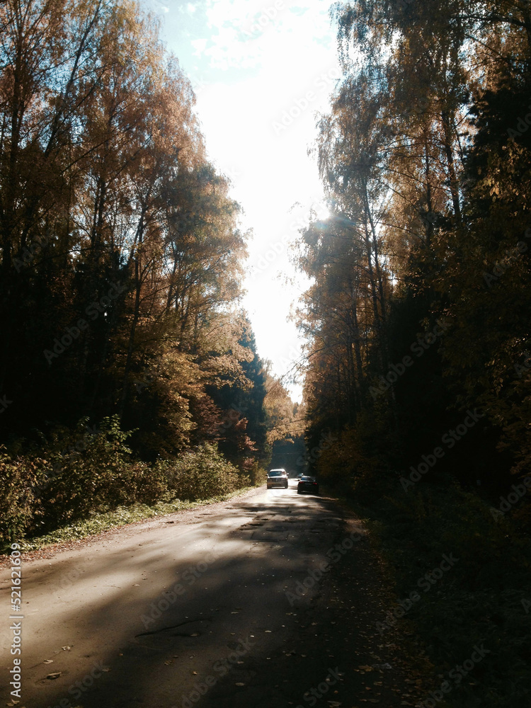 Fototapeta premium morning in the woods