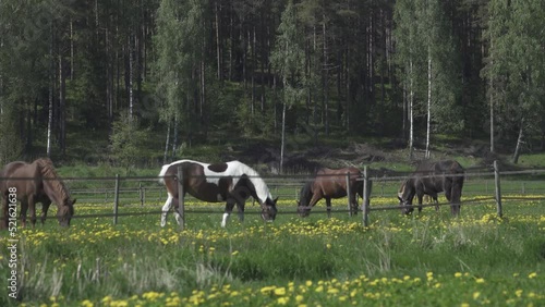 Wallpaper Mural  horse, farm, field, meadow, mane, grazing, summer Torontodigital.ca
