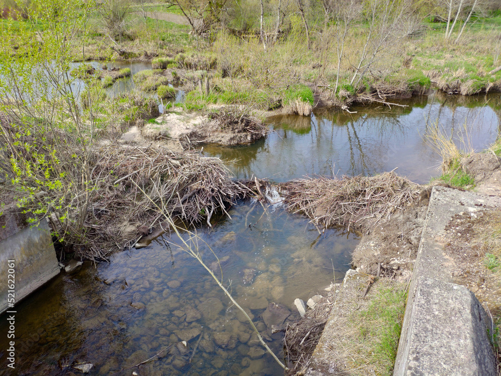 Half destroyed beaver dam over small river