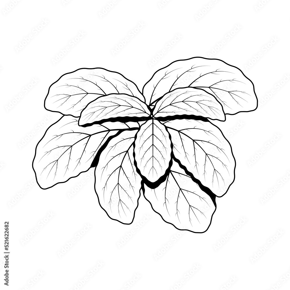 Abstract Hand Drawn Flower Plant Mint Leaves Botanic Floral Nature Bloom Doodle Concept Vector Design Outline Style On White Background Isolated
