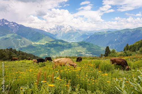 Svaneti, Georgia landscape near Mestia on a Summer day. Cows in a meadow with Caucasus mountain range in snow in the background
