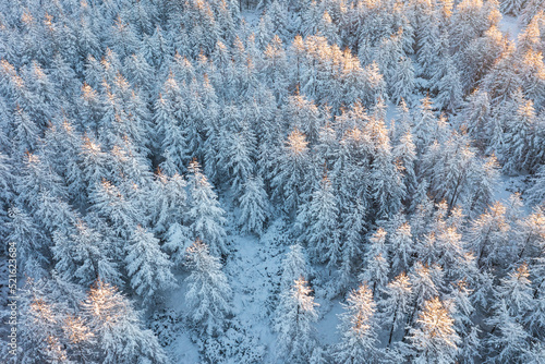 Amazing morning winter forest landscape. Aerial view of snow-covered larch trees. The tops of the trees are illuminated at sunrise. Cold snowy weather. Northern nature. Vacation in the wilderness.