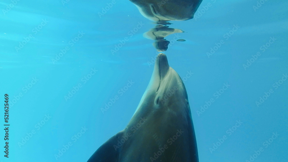 Naklejka premium Bottlenose Dolphins plays with its reflection under surface of the blue water 